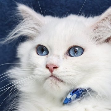 サイベリアン【京都府・男の子・2025年5月2日・ホワイトソリッド】の写真「両親外産👑可愛さ爆発❣️サマーセール🌻」