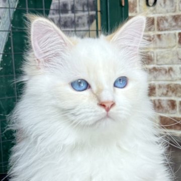 サイベリアン【京都府・男の子・2025年6月22日・クリームポイント(ネヴァマスカレード)】の写真「両親外産の優良血統👑美男子❣️特別値引き中❣」