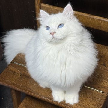 サイベリアン【京都府・男の子・2025年2月26日・ホワイトソリッド】の写真「両親外産👑ディープブルーの瞳の爆毛君‼️」