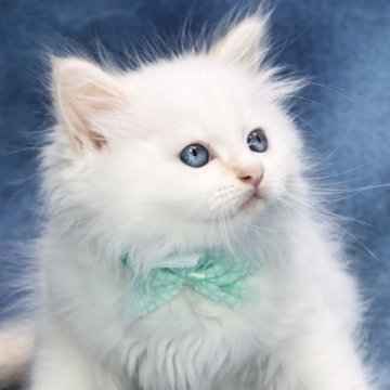 サイベリアン【京都府・男の子・2025年6月22日・クリームポイント(ネヴァマスカレード)】の写真「両親外産の優良血統👑美男子3兄弟❣️」