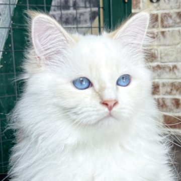 サイベリアン【京都府・男の子・2025年6月22日・クリームポイント(ネヴァマスカレード)】の写真「両親外産の優良血統👑美男子❣️特別値引き中❣」