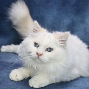 サイベリアン【京都府・男の子・2024年6月20日・クリームポイント(ネヴァマスカレード)】の写真「両親外産の優良血統✨爆毛君💙特別価格‼️」