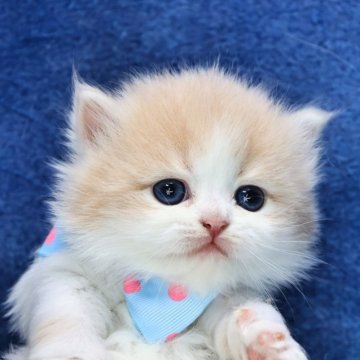 ラガマフィン【京都府・男の子・2025年11月20日・クリーム&ホワイト(ロング)】の写真「可愛い❣️美形兄妹💖クリスマス特価🎄」