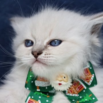 サイベリアン【京都府・男の子・2025年10月15日・ブルーリンクスポイント(ネヴァマスカレード)】の写真「両親外産の優良血統👑超・ハンサム❣️」