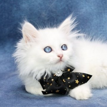 サイベリアン【京都府・男の子・2025年6月22日・ホワイトソリッド】の写真「両親外産の優良血統👑美男子3兄弟❣️」