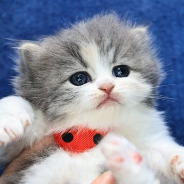 ラガマフィン【京都府・女の子・2025年11月20日・ダイリュートキャリコ(ロング)】の写真「可愛い❣️美形兄妹💖クリスマス特価🎄」