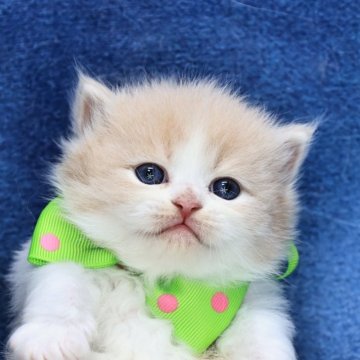 ラガマフィン【京都府・男の子・2025年11月20日・クリーム&ホワイト(ロング)】の写真「可愛い❣️美形兄妹💖クリスマス特価🎄」