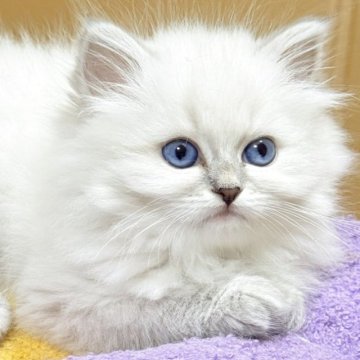 サイベリアン【京都府・女の子・2025年7月1日・ブルーポイント(ネヴァマスカレード)】の写真「両親外産の優良血統👑のんびりおっとり姫💖」