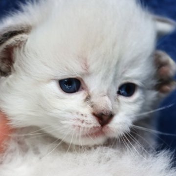 サイベリアン【京都府・女の子・2025年11月7日・ブルーポイント(ネヴァマスカレード)】の写真「パパ外産👑優しいお顔💖可愛く成長中❣️」