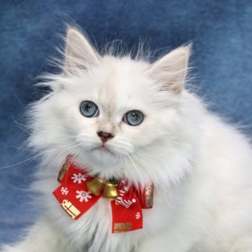 サイベリアン【京都府・女の子・2025年9月7日・ブルーポイント(ネヴァマスカレード)】の写真「両親外産の優良血統👑超・美人❣️」