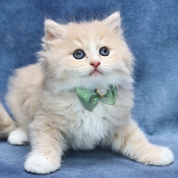 サイベリアン【京都府・男の子・2025年7月1日・クリームタビー&ホワイト】の写真「パパ外産✨ホワイトソックス❣️サマーセール🌻」