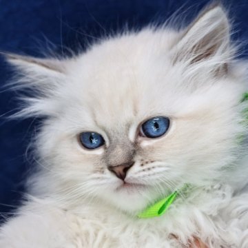 サイベリアン【京都府・男の子・2025年10月15日・ブルーリンクスポイント(ネヴァマスカレード)】の写真「両親外産👑ハンサム❣️クリスマス特価🎄」