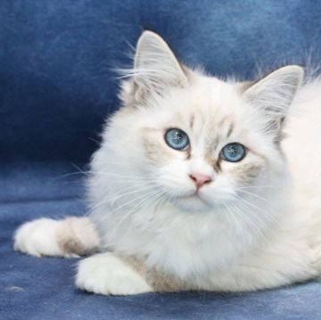 サイベリアン【京都府・男の子・2025年7月1日・ブルーポイント&ホワイト(ネヴァマスカレード)】の写真「両親外産の優良血統👑整ったお顔の美男子君❣️」