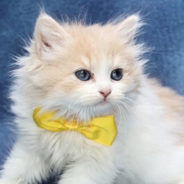 ラガマフィン【京都府・男の子・2025年9月14日・クリーム&ホワイト(ロング)】の写真「可愛い😍ふわふわ美男子💙特別値引き中‼️」