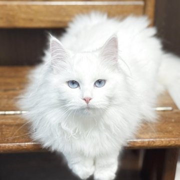 サイベリアン【京都府・男の子・2025年6月20日・ホワイトソリッド】の写真「両親外産✨ホワイト&ブルーアイ❣️ 特別お値引き‼」