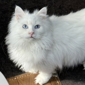 サイベリアン【京都府・男の子・2025年5月1日・ホワイトソリッド】の写真「両親外産👑瞳はブルー💙 特別値引き中❣️」