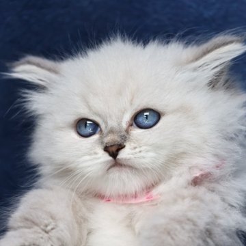 サイベリアン【京都府・女の子・2025年7月1日・ブルーポイント(ネヴァマスカレード)】の写真「両親外産の優良血統👑のんびりおっとり姫💖」