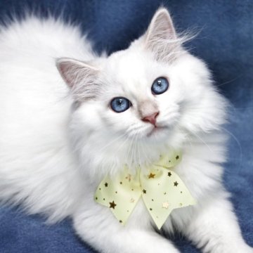 サイベリアン【京都府・男の子・2025年5月2日・クリームポイント(ネヴァマスカレード)】の写真「両親外産👑可愛さ爆発❣️ お値引き中❣️」