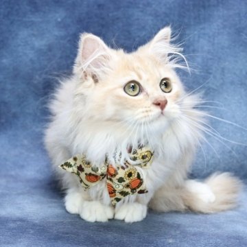 サイベリアン【京都府・男の子・2025年7月1日・クリームタビー&ホワイト】の写真「パパ外産✨ホワイトソックス❣️ お値引き中❣️」