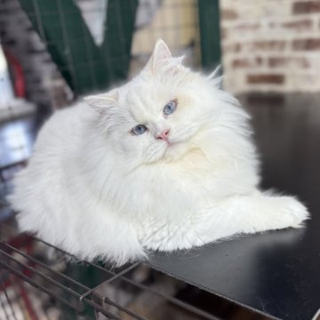 サイベリアン【京都府・男の子・2025年3月14日・クリームポイント&ホワイト(ネヴァマスカレード)】の写真「両親外産👑去勢済❗️ 爆毛❣️特別値引き中❗️」