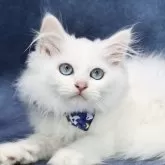 サイベリアン