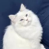 サイベリアン