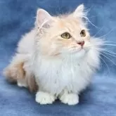 サイベリアン【京都府・男の子・2025年7月1日・クリームタビー&ホワイト】の写真1