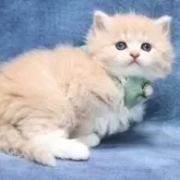 サイベリアン【京都府・男の子・2025年7月1日・クリームタビー&ホワイト】の写真8