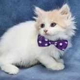 ラガマフィン【京都府・男の子・2025年9月14日・クリーム&ホワイト(ロング)】の写真2