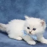 サイベリアン【京都府・男の子・2025年5月2日・ブルーポイント(ネヴァマスカレード)】の写真10