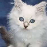 サイベリアン【京都府・男の子・2025年3月14日・ブルーポイント(ネヴァマスカレード)】の写真7