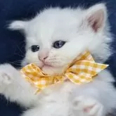 サイベリアン【京都府・男の子・2025年5月2日・クリームポイント(ネヴァマスカレード)】の写真14