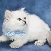 サイベリアン【京都府・男の子・2025年5月2日・ブルーポイント(ネヴァマスカレード)】の写真7