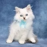 サイベリアン【京都府・男の子・2025年3月14日・ブルーポイント(ネヴァマスカレード)】の写真2