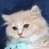 サイベリアン【京都府・男の子・2025年7月1日・クリームタビー&ホワイト】の写真6