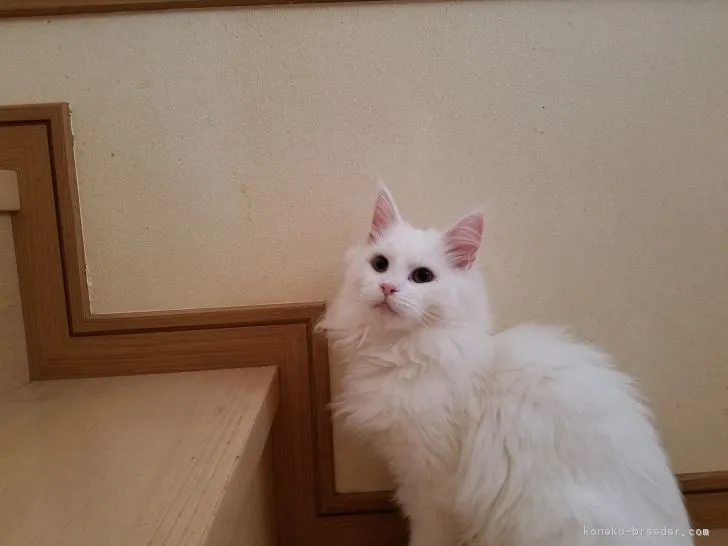 ID：1806-00260の子猫