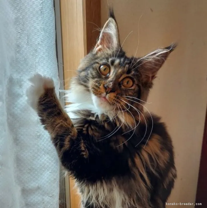 ID:2308-02263の子猫