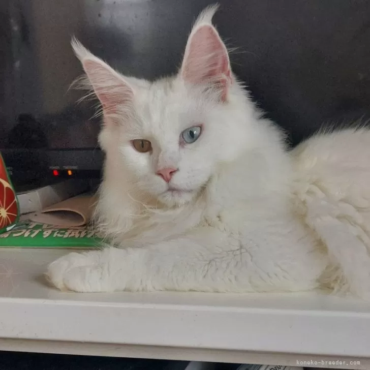 ID：2407-02509の子猫