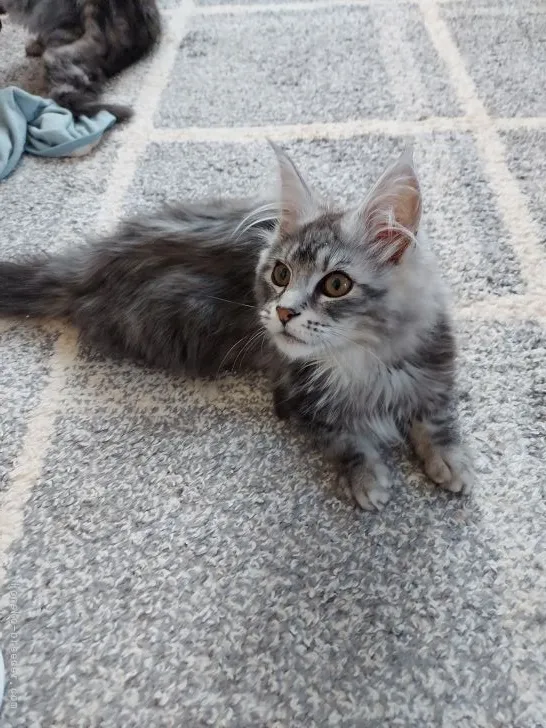 ID：2202-02007の子猫