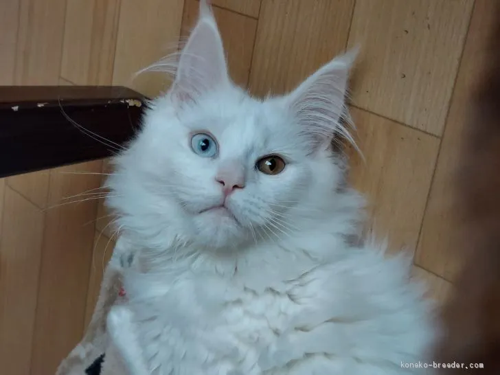 ID：2103-00834の子猫