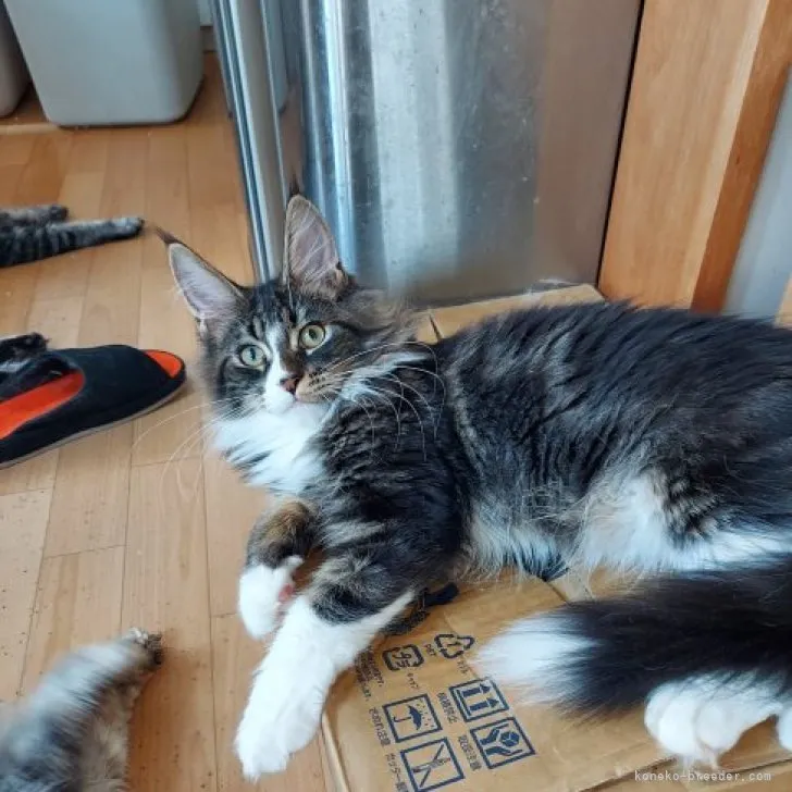 ID：2308-02257の子猫