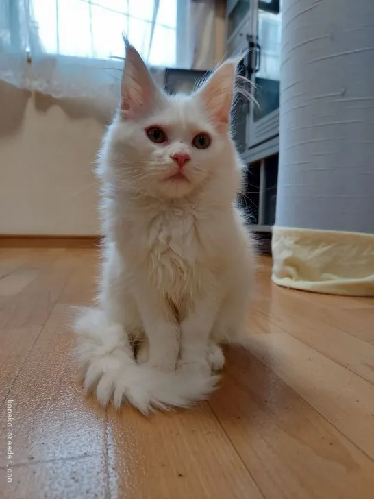 ID：2103-00841の子猫