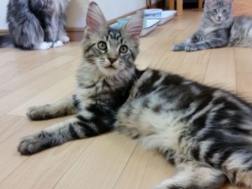 メインクーン【東京都・女の子・2017年3月21日・ブラウンクラシックタビー】の写真「好奇心旺盛な女の子です。」