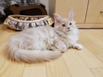 メインクーン【東京都・女の子・2017年7月4日・クリームクラシックタビー&ホワイト】の写真「淡いカラーの女の子です。」