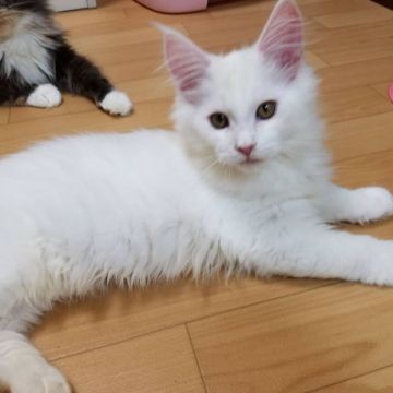 メインクーン【東京都・男の子・2017年7月4日・ホワイト】の写真「ご飯大好きな陽気な男の子です。」