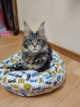 メインクーン【東京都・男の子・2020年9月26日・ブラウンタビー】の写真「くたくた猫です。」