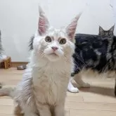 メインクーン