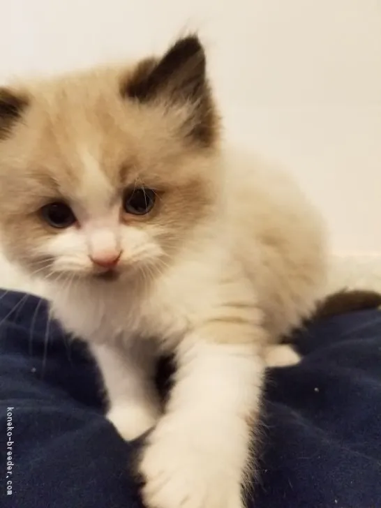 ID：1612-00443の子猫