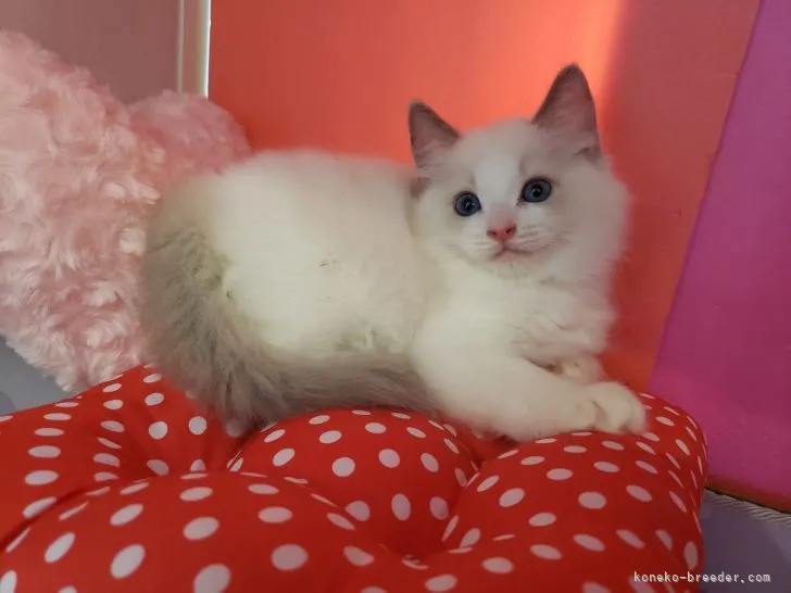 ID：2107-02174の子猫