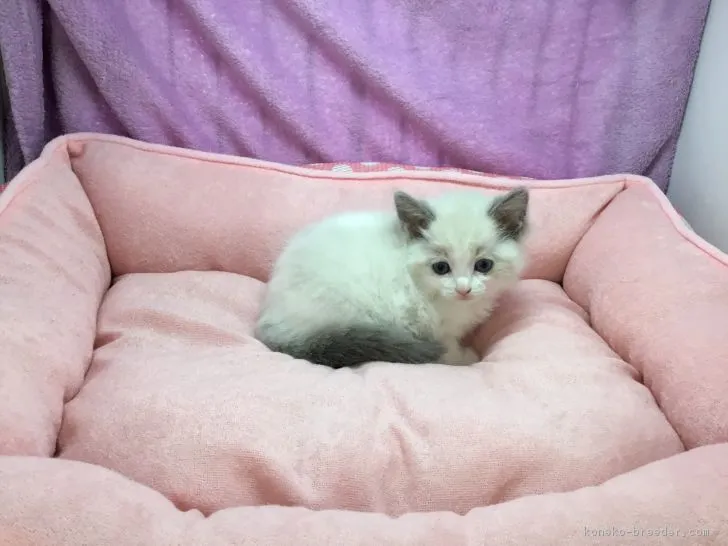ID：1804-01696の子猫